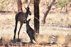 Kangaroos