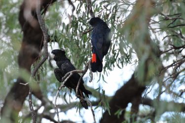 Red tailed black cockatoos in the gum tree by the Darling River at Wilcannia