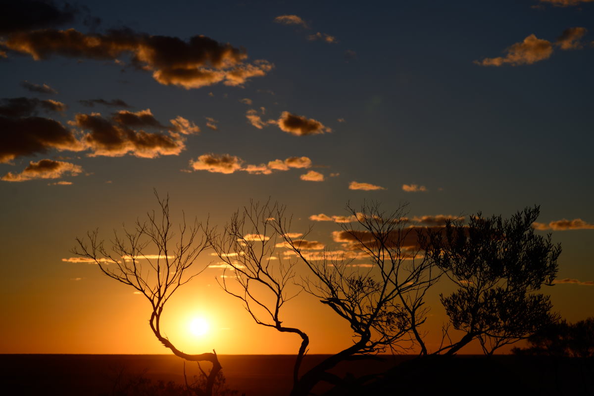 Kanku sunsetting through the tree