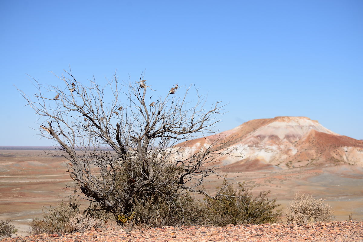 Painted Desert (7)