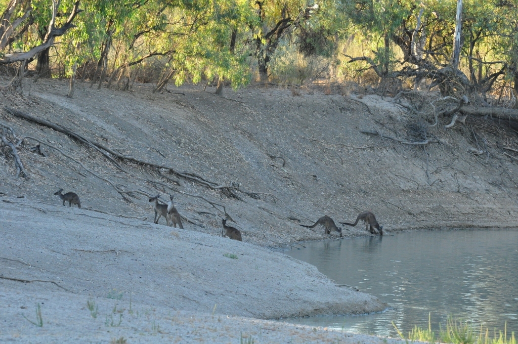Kangaroos drinking at the Darling River, Menindee