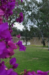 Bougainvillea beside the river at St George