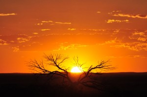 Orange and gold sunset, with the top half of the setting sun on top of the horizon, viewed through the reaching branches of a dead gum gree