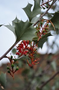 Holly grevillea