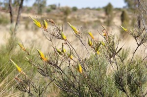 Honey grevillea