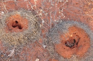 Sleeping next to nests