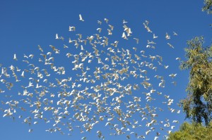 Corellas