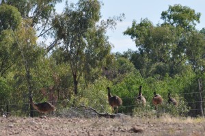 Emus by the Barcoo