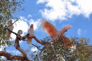 Major Mitchell cockatoos