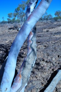 Silver and pink patterned gum tree
