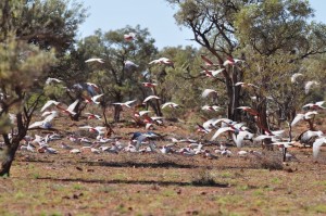 Galahs