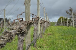 Grape vines, a famililar site in the Adelaide Hills