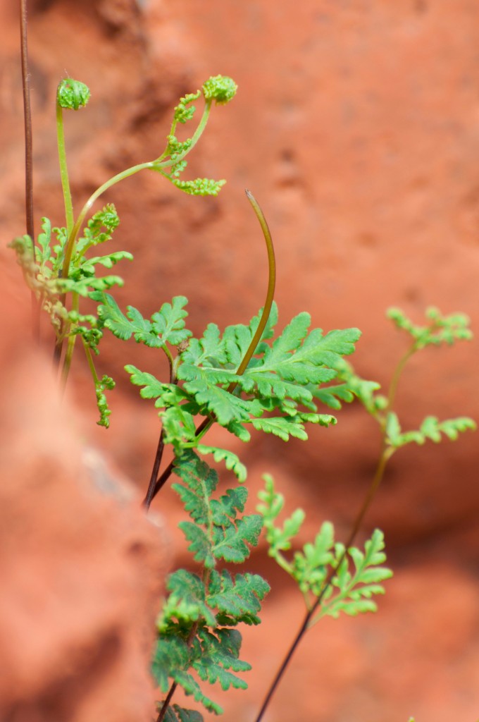 GREEN - irridescent grasses against red rock