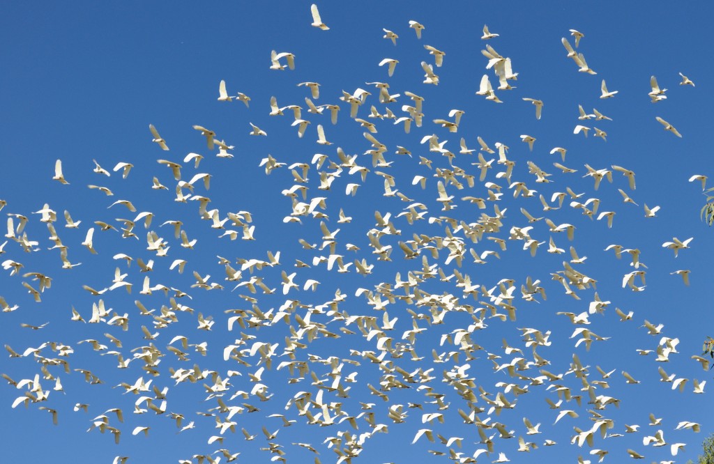 WHITE - huge flock of corellas in the clear blue sky