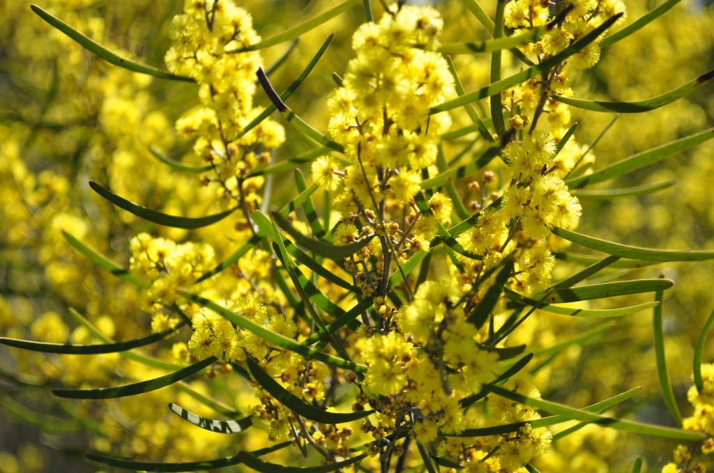 YELLOW - wattle