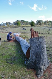 Cuting firewood