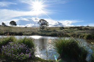 The tortoise dam