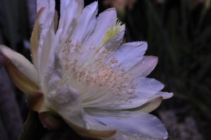 Cactus flower