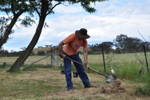 Planting grevillea