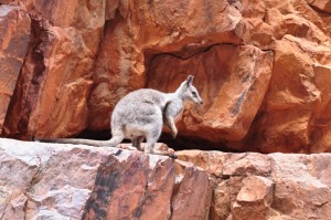 Rock wallaby Ormiston Gorge