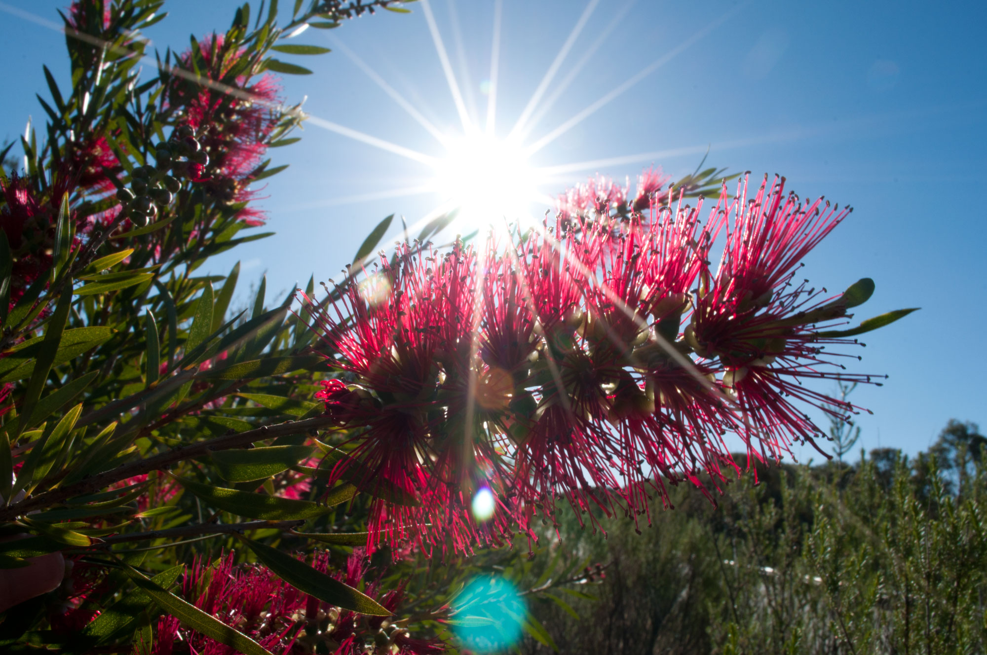 As spring moves into summer, the wattle is replaced by bottle brush