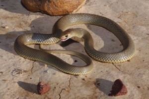 Eastern brown snake