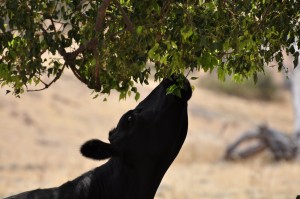 Giraffe cow