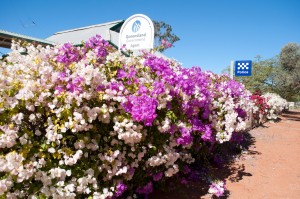 Bougainvillea fence, outback Queensland