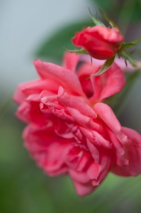 Miniature-rose-in-my-garden