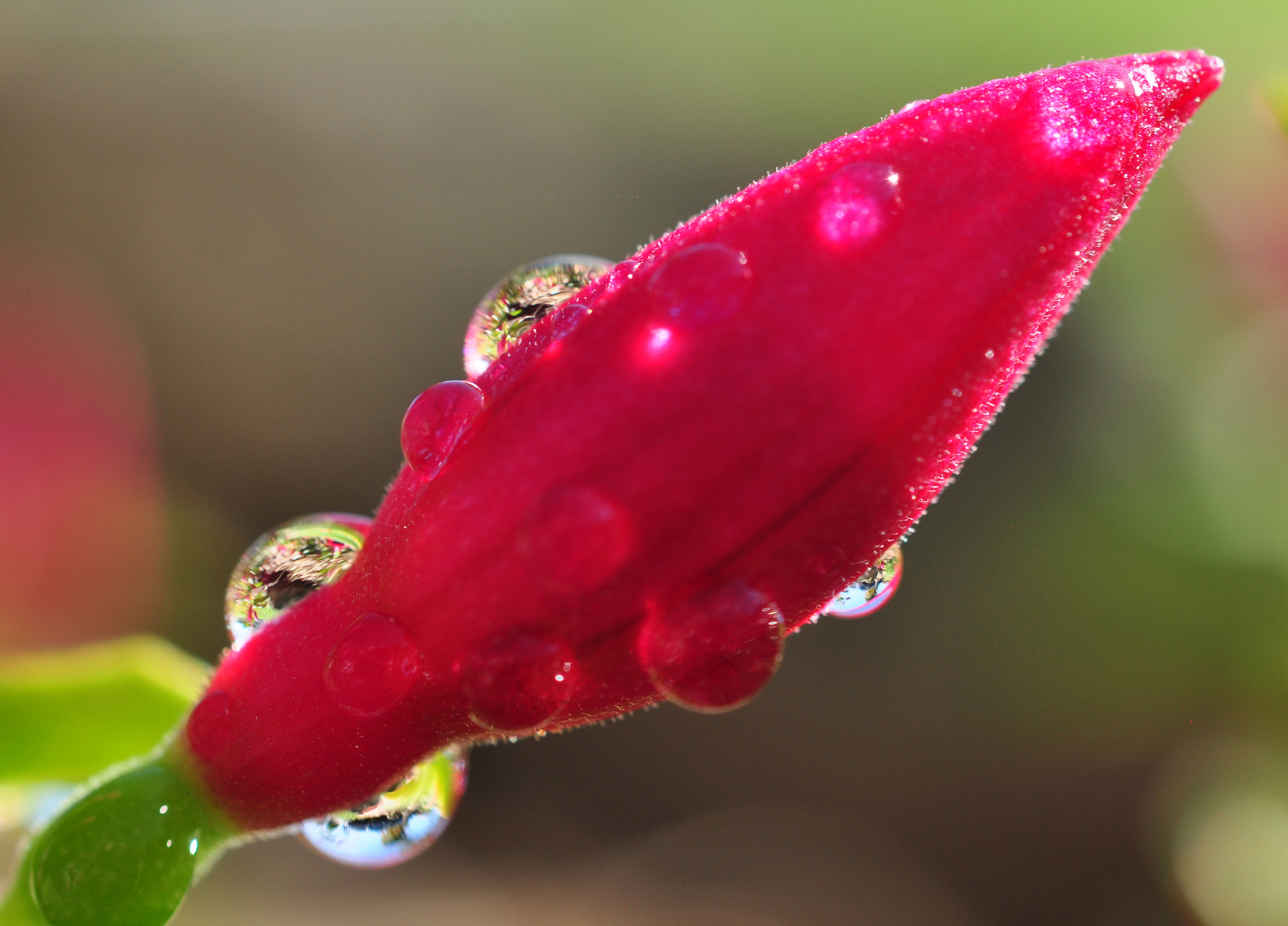 Raindrops on roses, and fuschias and frangipani