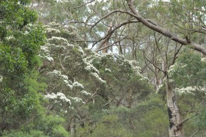 Eucalyptus forest