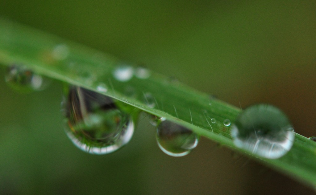 Rain on grass
