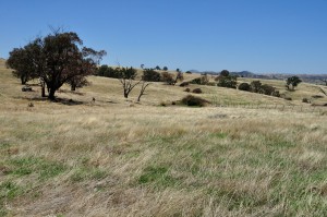 The paddock next to the house. Brown on top but still green underneath