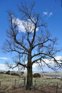 this tree was covered with leaves this time last year