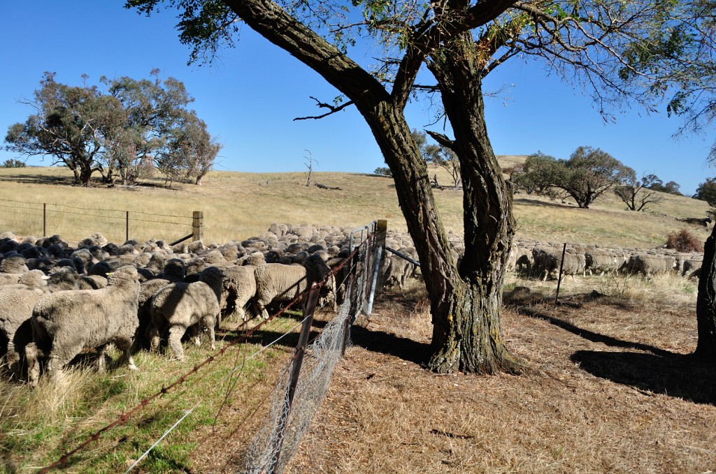 sheep heading out to the paddock next to the house