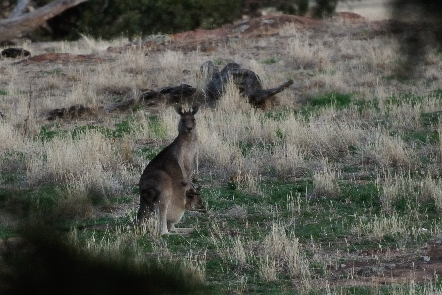 Kangaroos. With photos