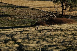 Part of a big mob of roos