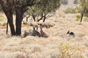 Kangaroos under the trees near Whitecliffs