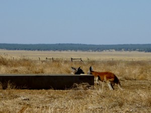 Lunch kangaroos Winton-Jundah (2)