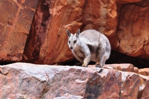 Rock Wallaby Ormiston Gorge