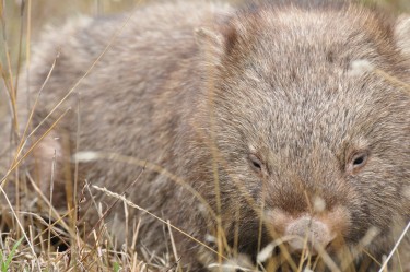 Wombat