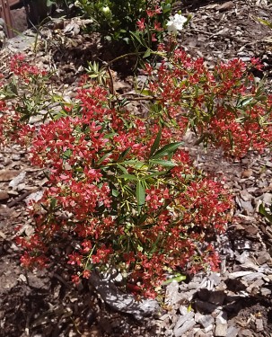 Christmas bush