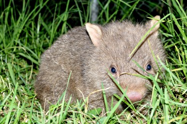 Orphaned baby wombat Bendeela 