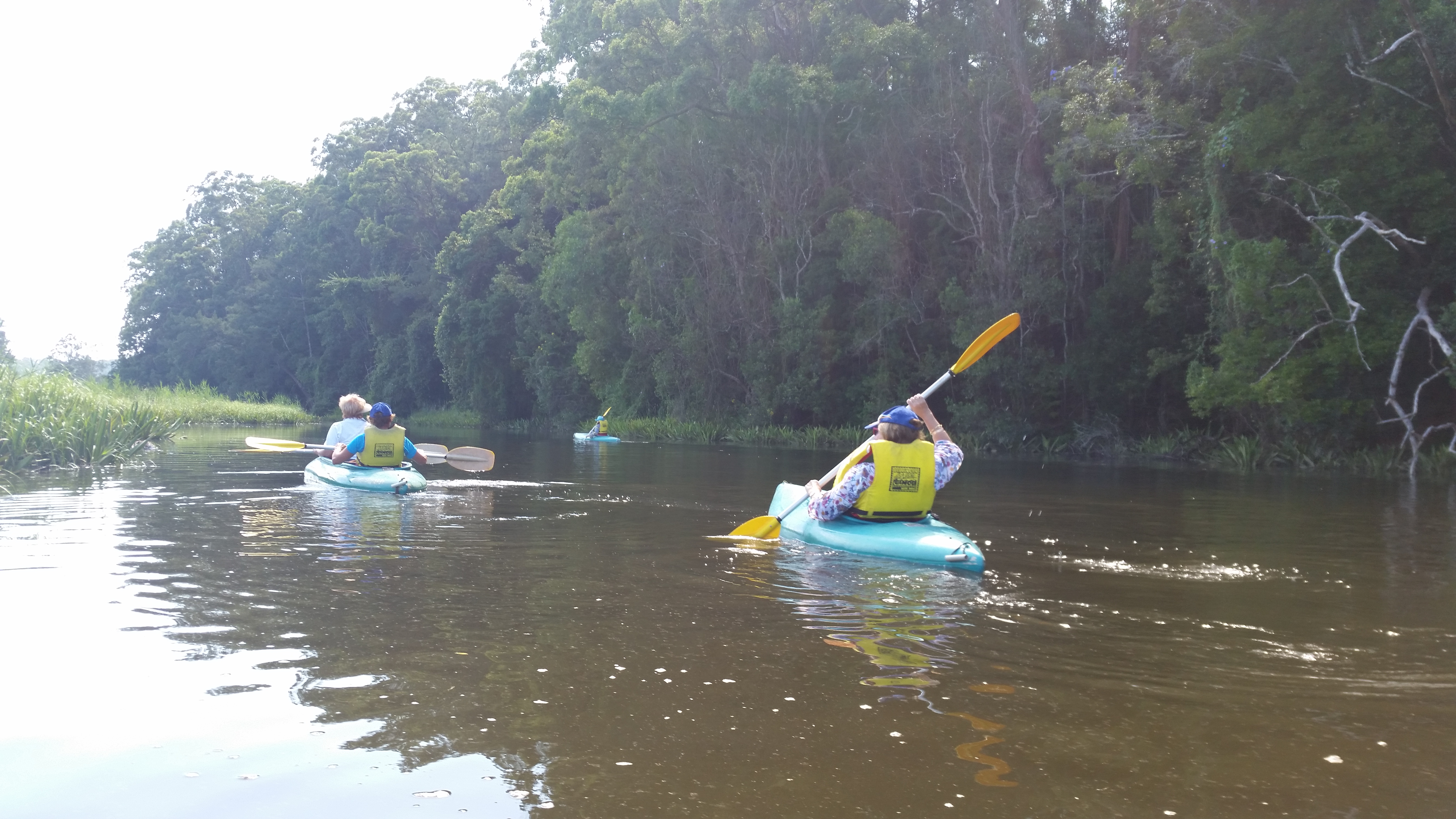 Canoeing on the Bellinger River. Amid killer cows.