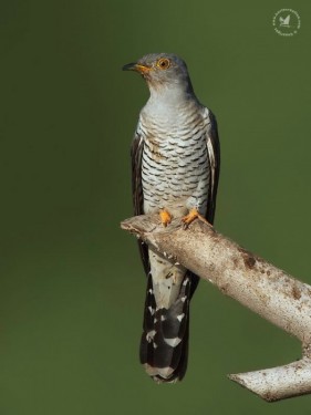 Eurasian-Cuckoo-Mital-Patel-525x700