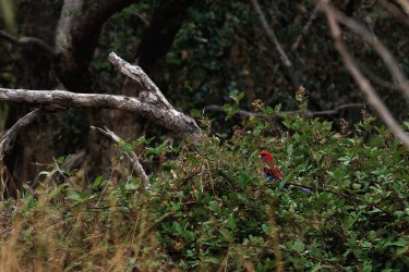 Crimson rosella