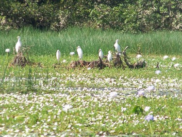 Kakadu - water lilies, birds and water