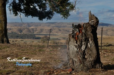 Starting-to-burn-the-stump