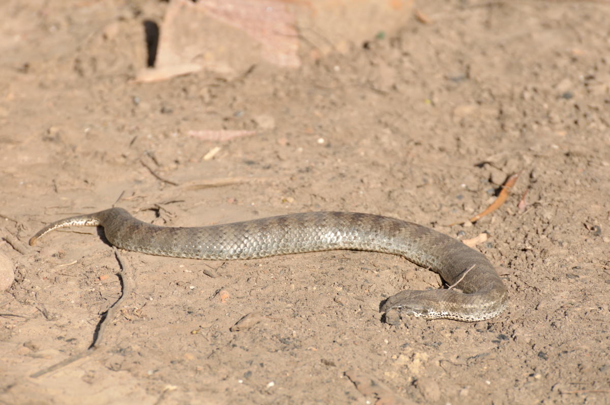 Just your average Sunday afternoon out in Australia – with death adders