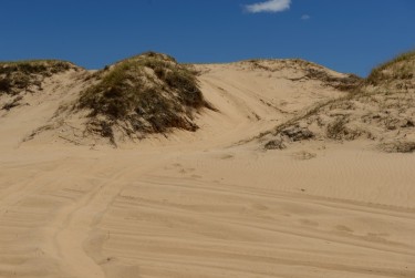 Tracks going over the front revegetated sand dunes